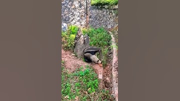 Incredible animal..!😯 Guess the animal name?🤔 #short