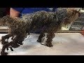 Rescue Sick Poor Dog was Emaciated, Weak, Covered in Mats