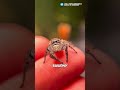 Самый милый паук в мире #животные #факты #познавательное