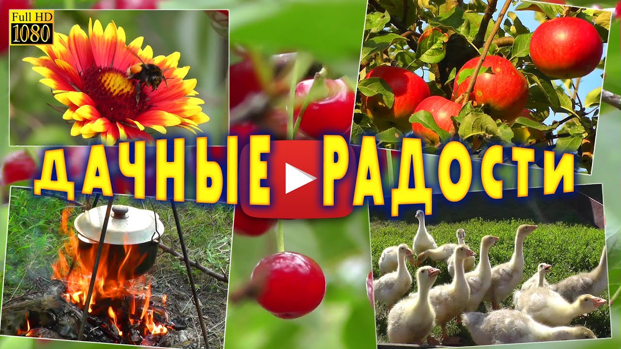 Дачные Радости Интернет Магазин Растений