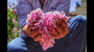 How to make Rose Water with Nada