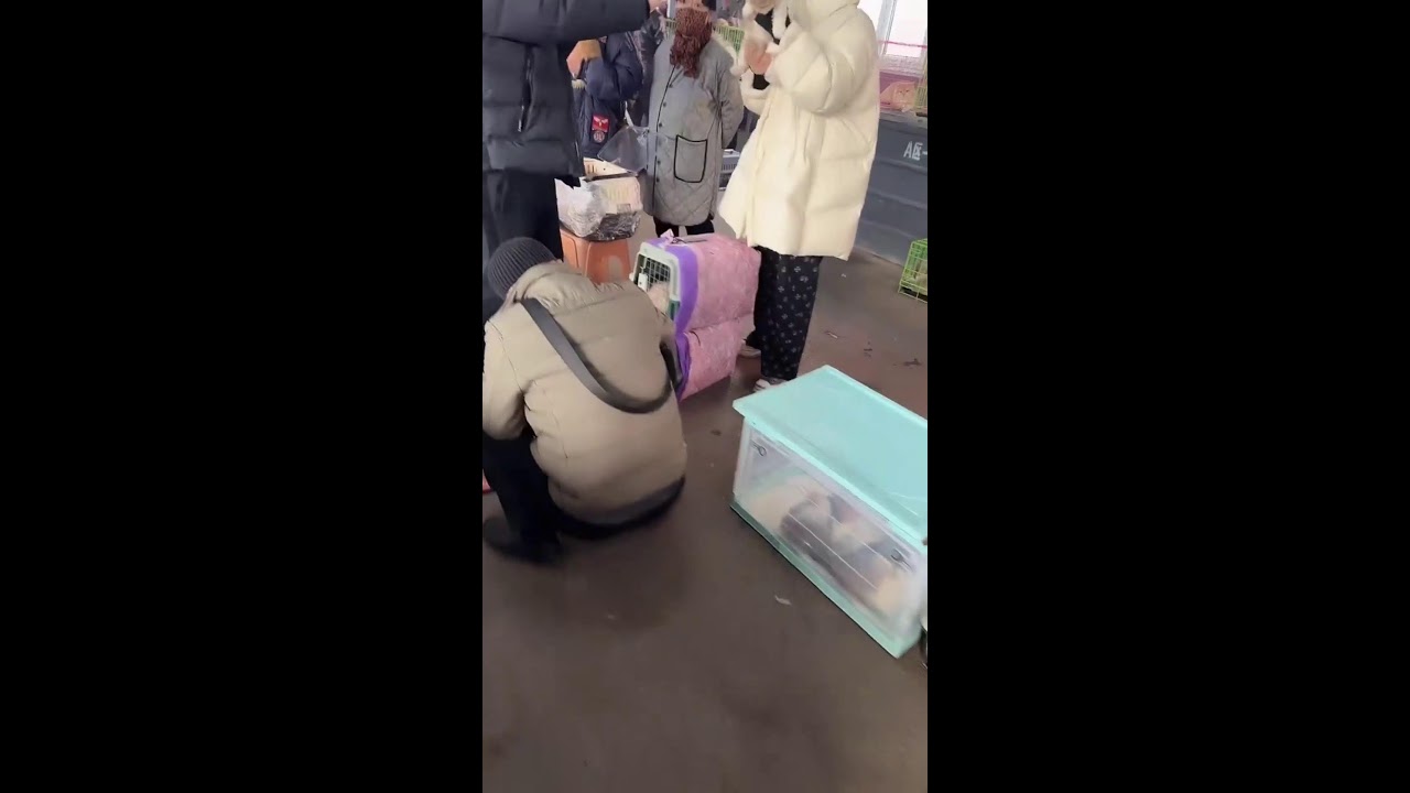 Cat Market Livestream | Chaotic Sound Layers | First-Person Exploration