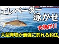 大型青物が最高に釣れるエレベーター泳がせ釣りが凄かった!【仕掛け・エサ・釣り方】