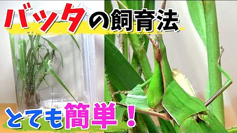 تحميل バッタの天丼 Mp4 Mp3