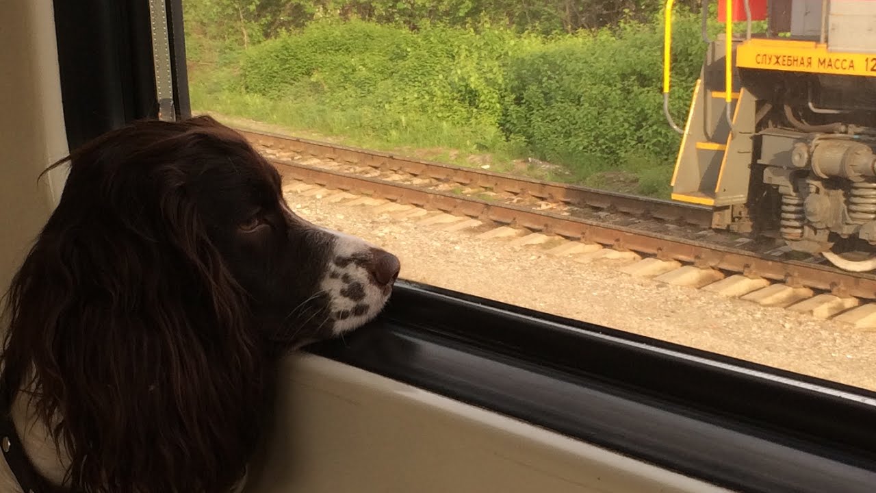 Можно в электричку с собакой. Собака в поезде. Электричка собака. Собака в окне поезда. Крупная собака в поезде.