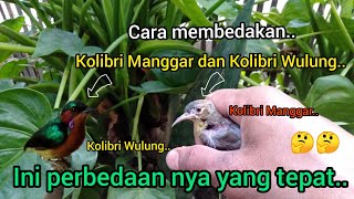 Cara Membedakan Kolibri Manggar dan Kolibri Wulung..!!🐦🐦2022