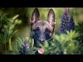 Haustierfotografie mit Tanja Brandt #CreateYourLight