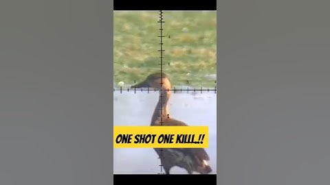 hunting burung belibis #2 #fypシ゚viral  #senapanangin #HUNTING_77 #shorts  #shortvideo