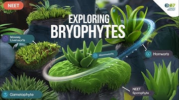 Plant kingdom class 11 Bryophytes: Characteristics, Life Cycle, and Ecological Role