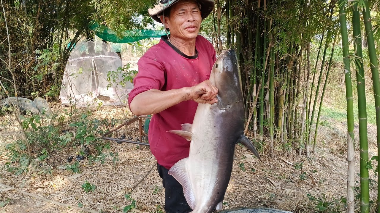 ปลาตัวใหญ่โตเท่าธิดาลาว