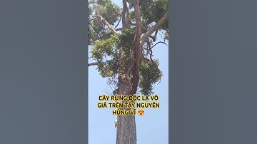 CÂY RỪNG ĐỘC LẠ VÔ GIÁ TRÊN TÂY NGUYÊN HÙNG VĨ.