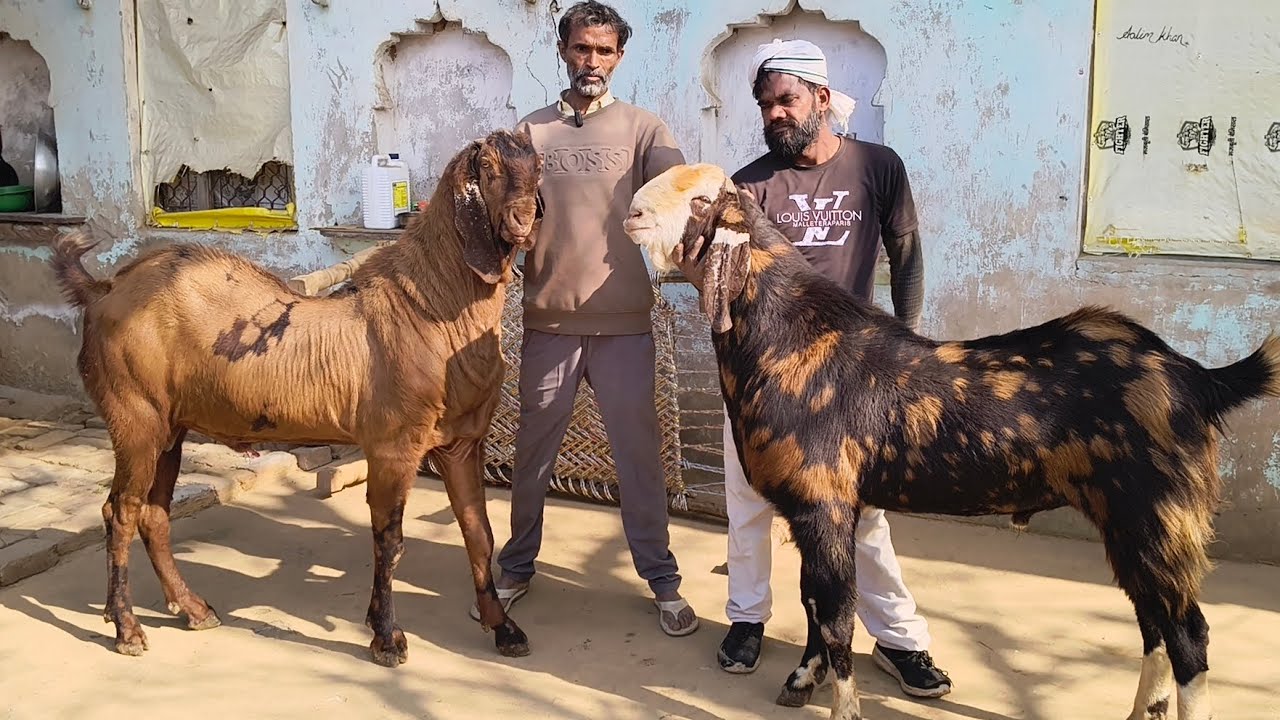 Big gujari Ajmeri 500kg 550 kg quality ke +91 97721 82448