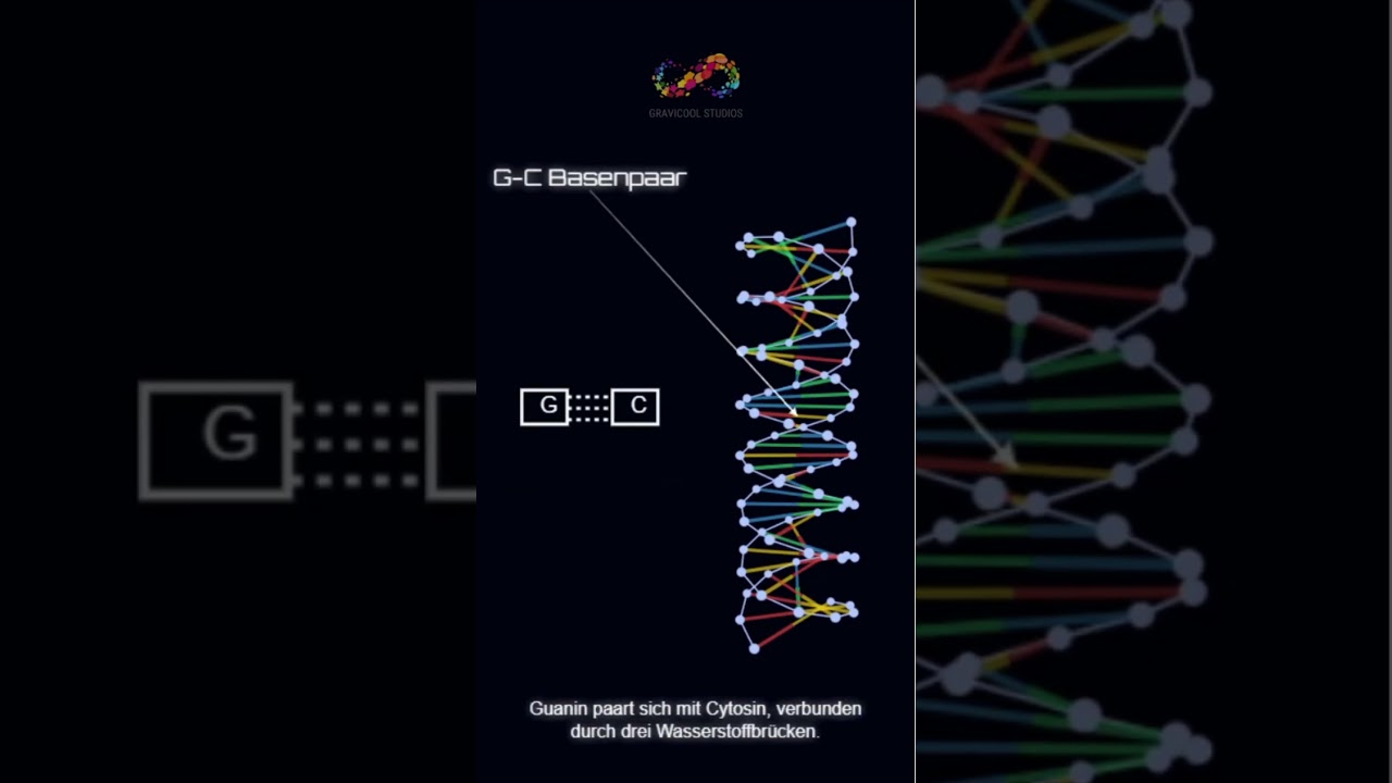 DNA-Doppelhelix-Struktur erklärt - Bildungsanimationsschleife - Gravicool Studios 