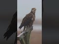 Bald eagle 🦅 in heavy rain and fog  !!! #wildlifeshorts #birds #wildlife #canonr3 #shorts