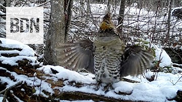 Ruffed grouse drums to attract a female