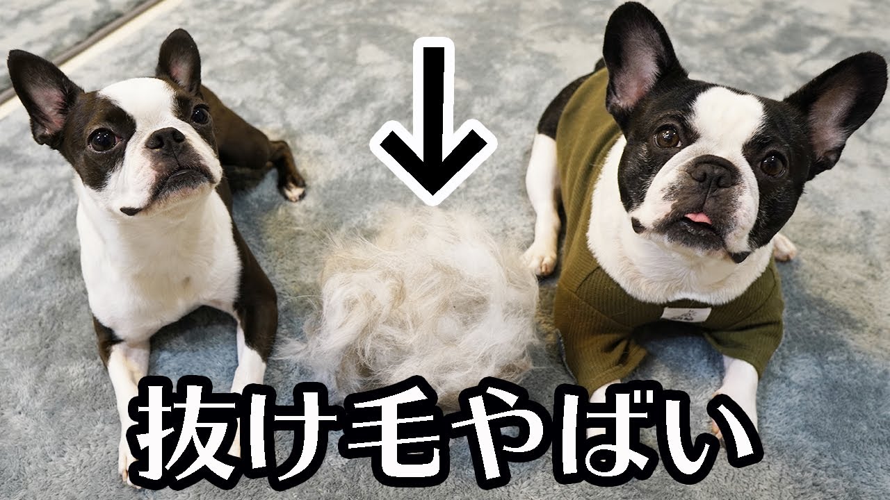 毛毛毛 犬と犬と猫の抜け毛はこんなにヤバイ フレンチブルドッグ ボストンテリア エキゾチックショートヘア Youtube