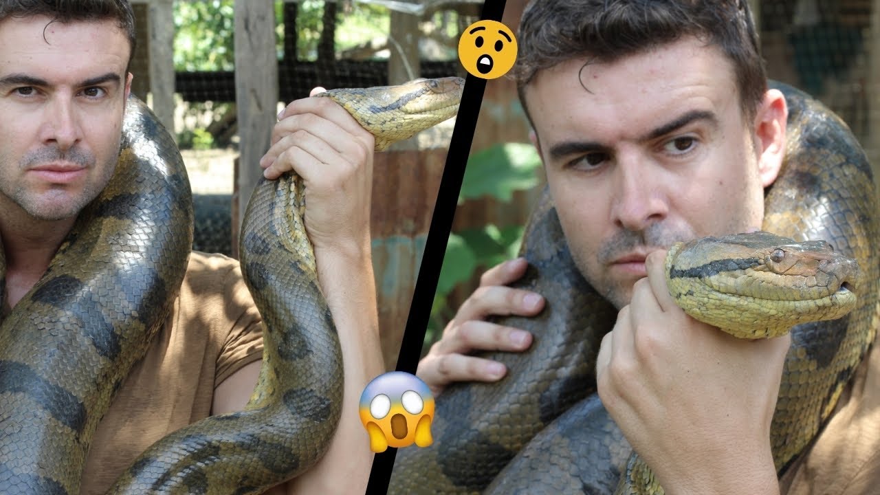 Do Anacondas Eat Humans? You'll Be Shocked To Know The Truth!😲 YouTube