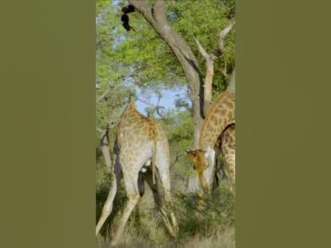 Giraffe fights last up to one hour #giraffe #africa #wildlife - YouTube