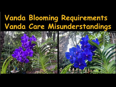فيديو: Growing Vanda Orchid - تعرف على المزيد حول رعاية Vanda Orchids