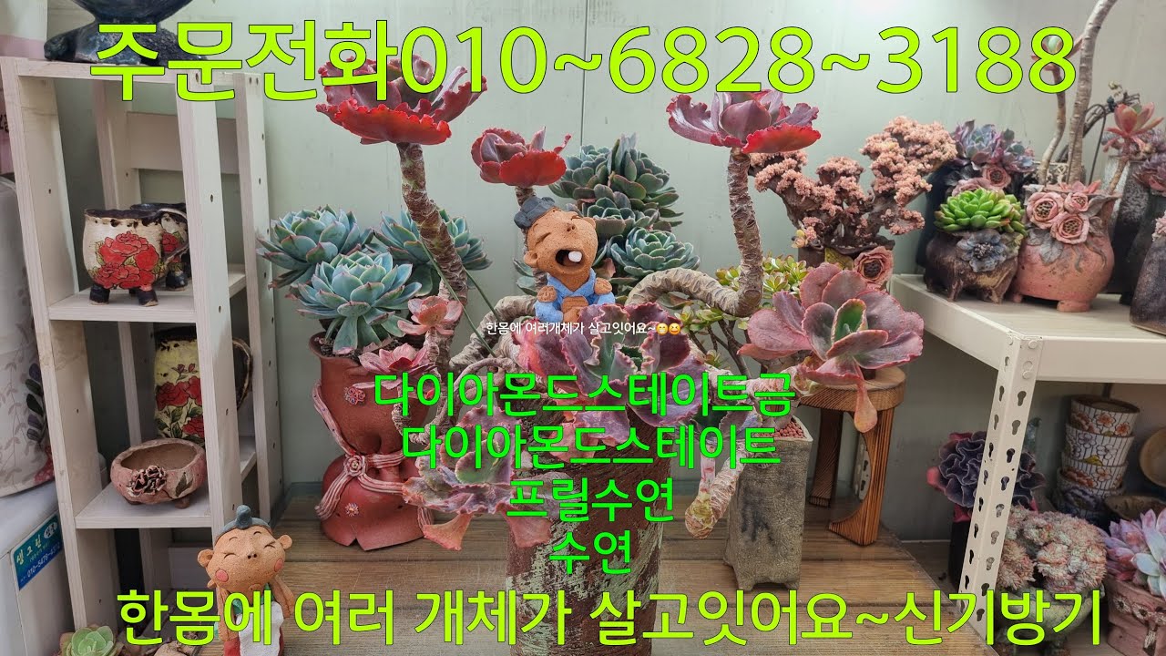 (26.2.27.금)💞판매완료💞한몸에 여러 개체가 살고잇어서 이름을 뭐라고 불러야될지~~😁😆