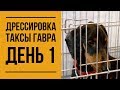 Дрессировка таксы Гавра. День 1