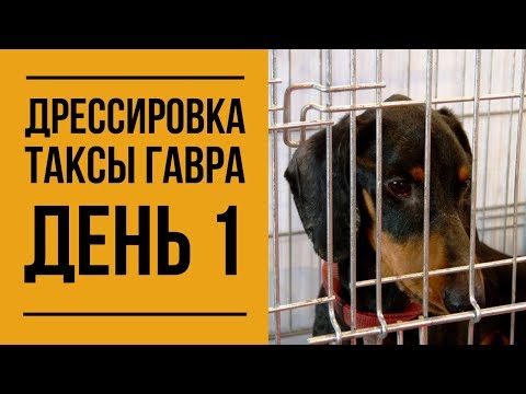 Как дрессировать собаку в домашних условиях таксу