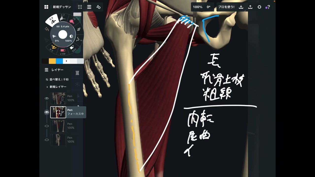 内転筋の解剖学を解説してみた