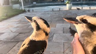 Kookaburras Find Comfort With Me As Scary Plane Flies Over