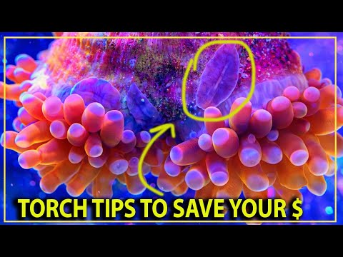 The Torch Video No Other Store Will Ever Show You..