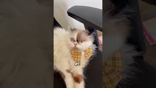 We Are Same catshorts catfunny cutecat cat fyp cats