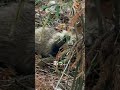 【ついに捕獲！！】ごめん。すぐ逃がすから。