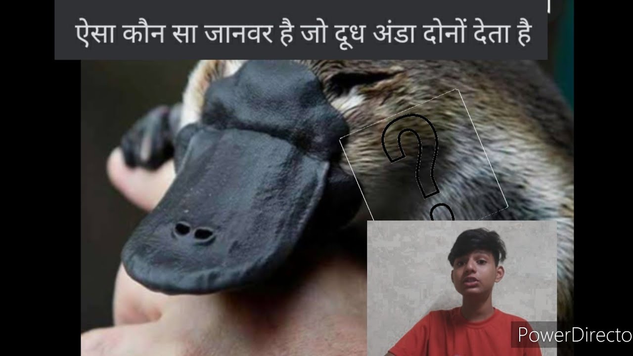 Facts Aisa Kaun Sa Janwar Hai Jo Dudh Aur Anda Dono Deta Hai YouTube facts-aisa-kaun-sa-janwar-hai-jo-dudh-aur-anda-dono-deta-hai-youtube