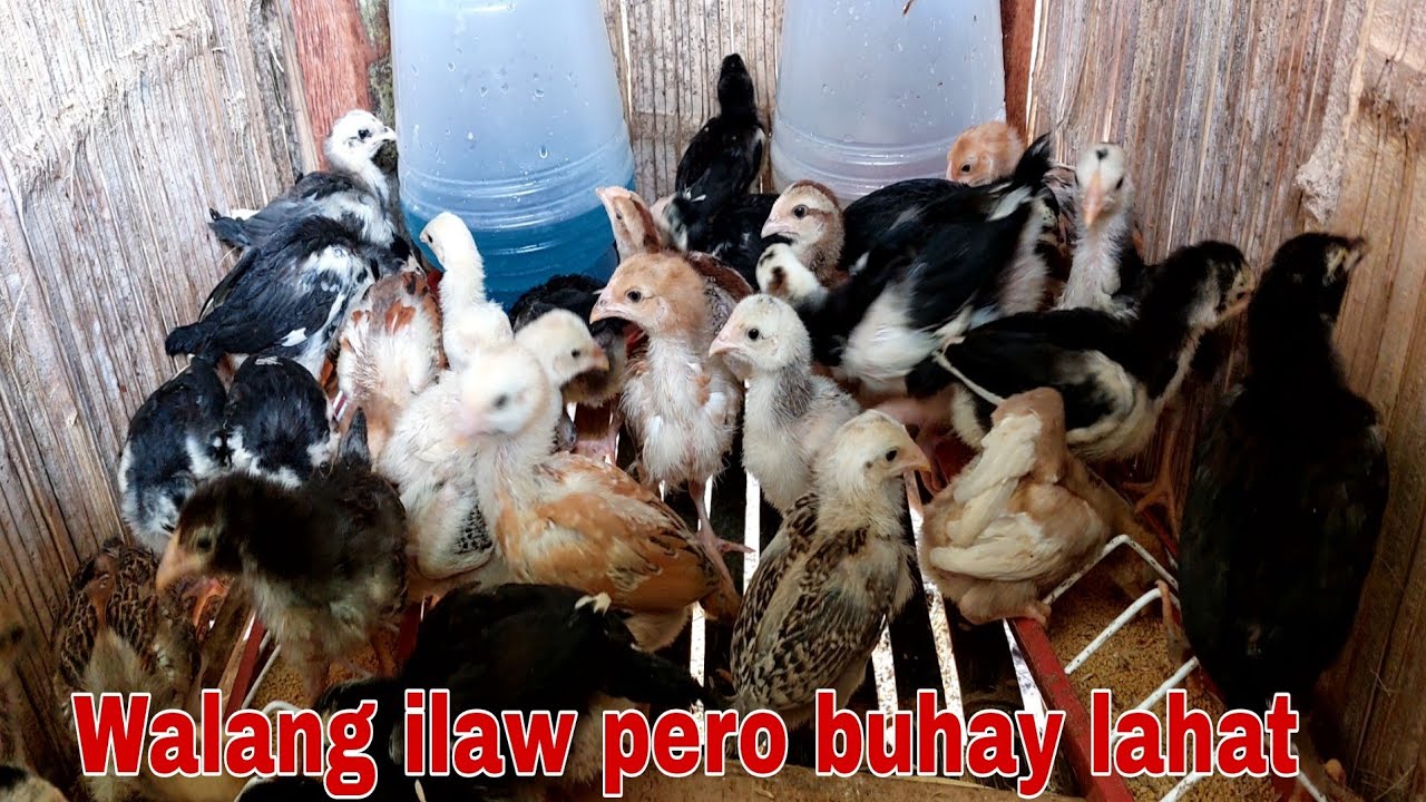 Diskarte na di mamatay ang mga sisiw sa tag-ulan kahit walang ilaw