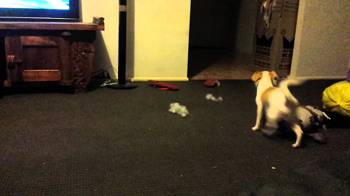 Hilarious! Minnie the dog loves her toy
