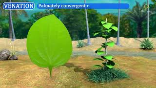 Practically's Concepts - Venation- #LearnPractically