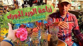 اسهل طريقة لزراعة الورد الجوري - طريقه سهله لزراعة الورد البلدي - growing roses from cuttings