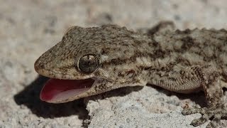 Salamanquesa Comn tarentola Mauritanica