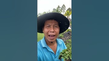 Cỏ Lá Gừng Thái Trồng Để Làm Gì? | Anh Hoa - Làng Hoa Trăm Tuổi #shorts