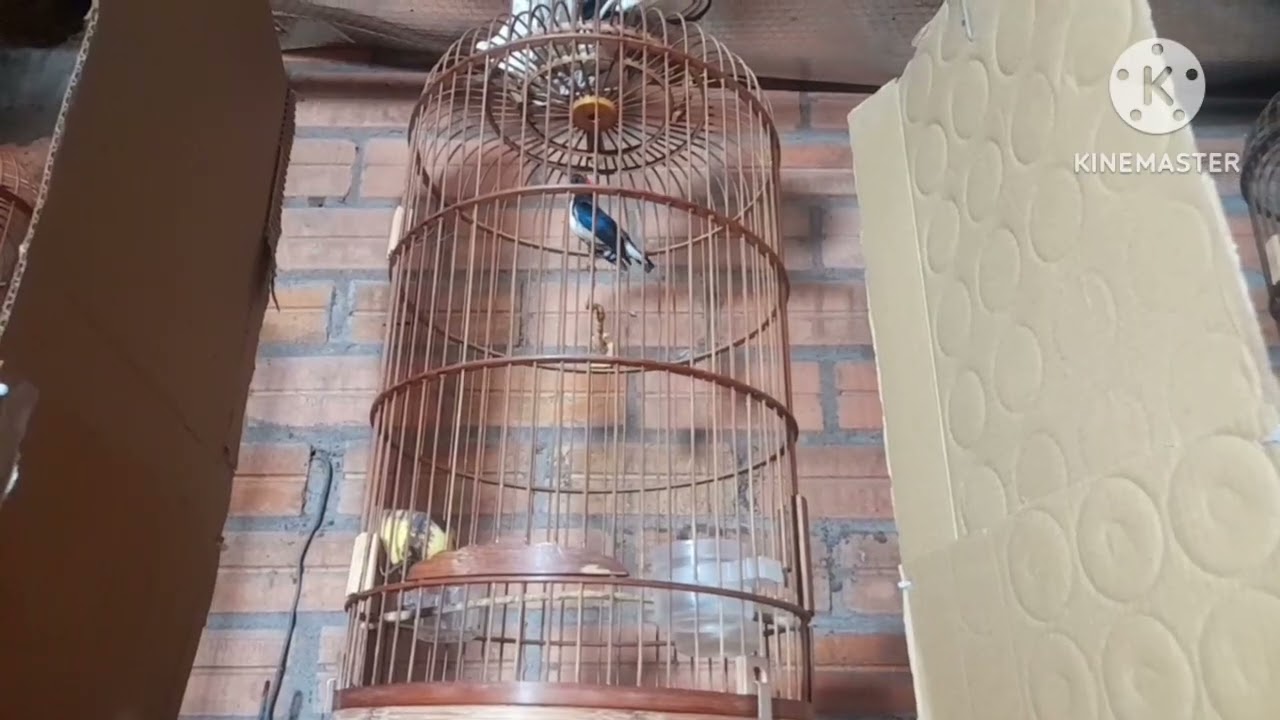 Video 2 chả con đi vợt chim ốc mít mồi lại 