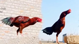 Aseel Rooster Crowing Slow motion Video | Aseel Murga Crowing Sounds | Asil Rooster Video Slowmo