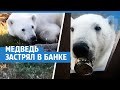 Новости о спасении белого медведя на Диксоне. НОВОСТИ (news).