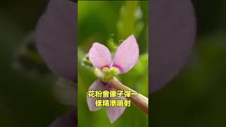 花打人|自說自話的總裁