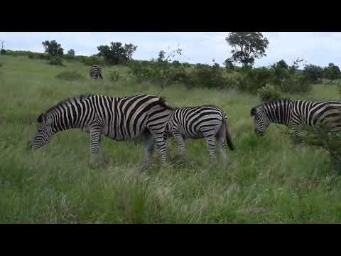 Video: Burchell zebras: nuotrauka, aprašymas, buveinė, gyvenimo būdas