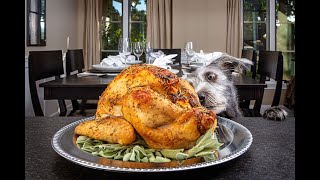Thanksgiving Pet Safety Tips