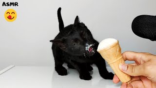 Kitten eating Ice Cream ASMR