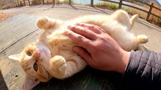 A cute cat can be touched by a human in an unprotected posture