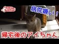 注射が嫌で嫌でたまらなかった猫。帰宅後、不機嫌なご様子。