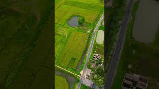 #viraldroneshot  #villagevlog #greenery #paddyfield  #beautifulbengal  #peaceful #scenicview