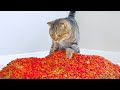 Giving Cats Too Much Food Prank! | Compilation