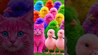 Tangkap Ayam Lucu, ayam warna warni, ayam rainbow, kelinci lucu, bebek lucu, ikan koi, Hewan Lucu
